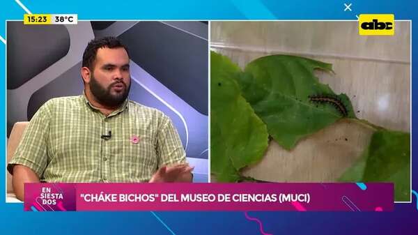 ‘‘Cháke Bicho’': MuCi inauguró su primera exhibición sobre insectos del Paraguay - Ensiestados - ABC Color