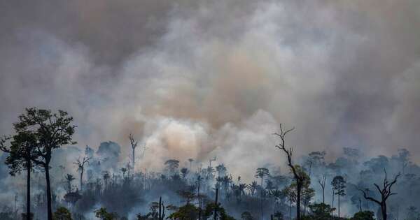 La Nación / Amazonia: deforestación se reduce al mínimo en el primer bimestre desde 2018