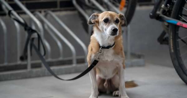 La Nación / Niño de 11 años mató a golpes a un perro en Limpio