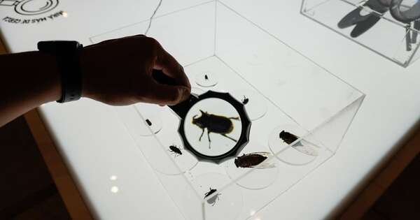 La Nación / Abren muestra “Cháke bicho” sobre insectos
