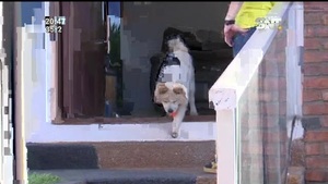 Allanamiento a la vivienda de un propietario de playa de vehículos - SNT