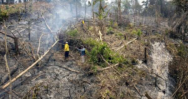 La Nación / Bolivia recibe USD 33 millones de la UE para protección de bosques
