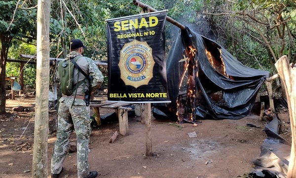 SENAD elimina 12 toneladas de droga en Bella Vista Norte