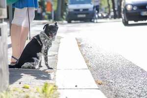 Si vas a sacar a tu perro de paseo, tenés que saber esto - Mascotas - ABC Color