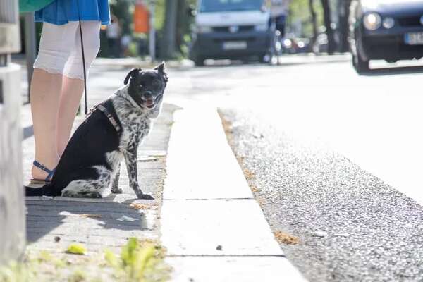 Si vas a sacar a tu perro de paseo, tenés que saber esto - Mascotas - ABC Color