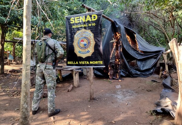 Senad elimina 12 toneladas de marihuana en Bella Vista Norte - .::Agencia IP::.