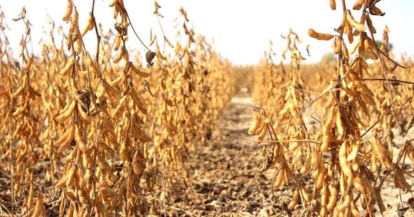 La Nación / Sequía: falta de lluvias desafía a la producción rural y pone en riesgo a la economía
