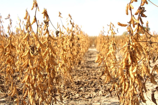 Sequía: falta de lluvias desafía a la producción rural y pone en riesgo a la economía