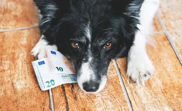 Mascotas: Obligan al pago de pensión alimentaria para un perro tras el divorcio de sus “padres” - Mascotas - ABC Color