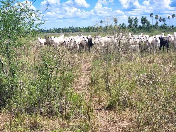 En Bahía Negra recuperan 138 animales vacunos robados en Bolivia - Noticias del Chaco - ABC Color