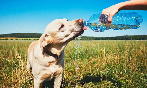 El calor y las mascotas | Telefuturo