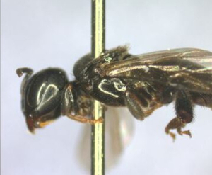 Descubren ocho especies de abejas sin aguijón en el Refugio Biológico de Itaipu - La Clave