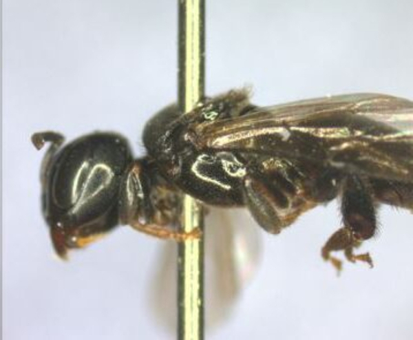 Descubren ocho especies de abejas sin aguijón en el Refugio Biológico de Itaipu - La Clave