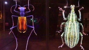 Exhibición sobre insectos