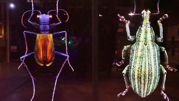 Exhibición sobre insectos