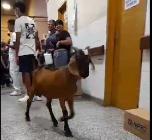 Video: ¿qué hacía una cabra en el laboratorio del Hospital de Ñemby? - Nacionales - ABC Color