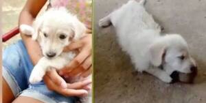 Menor secuestró y mató a "Ozzy", la mascota de una pequeña niña