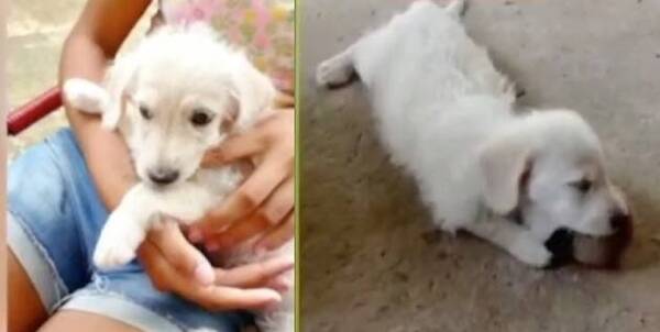 Menor secuestró y mató a "Ozzy", la mascota de una pequeña niña