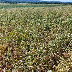 En Alto Paraná, rendimiento de la soja está por los 3.500 kg/ha - La Clave