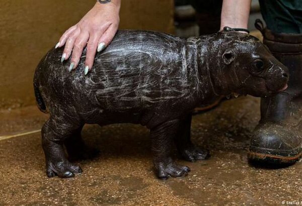 Nace raro hipopótamo pigmeo en el zoológico de Atenas