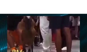 (VIDEO)Cabra escoltada con dos perros paseó por los pasillos del hospital de Ñemby