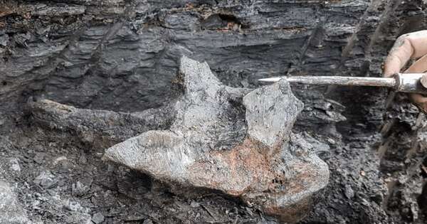 Diario HOY | Identifican cráneo de delfín de 16 millones de años de antigüedad
