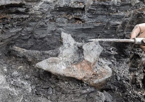 Identifican cráneo de delfín de 16 millones de años de antigüedad