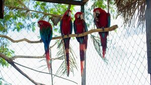 Guacamayos vuelven a su hábitat luego de ser rescatados - .::Agencia IP::.