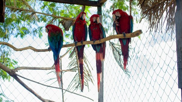 Guacamayos vuelven a su hábitat luego de ser rescatados - .::Agencia IP::.