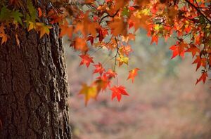 El otoño arranca con pronóstico de lluvias y descenso gradual de la temperatura - El Independiente