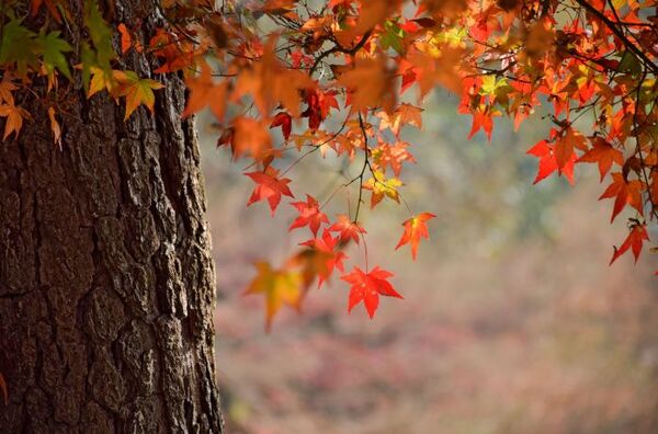 El otoño arranca con pronóstico de lluvias y descenso gradual de la temperatura - El Independiente