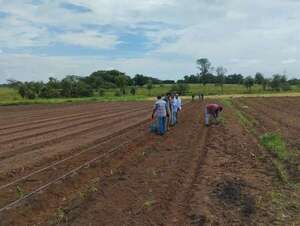 Buscan fortalecer la producción de hierbas medicinales en Santa Rosa, Misiones - Nacionales - ABC Color