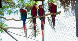 Diario HOY | Liberan a cuatro guacamayos rojos