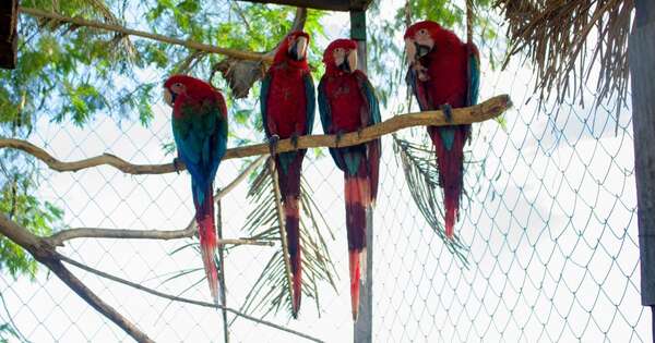 Diario HOY | Liberan a cuatro guacamayos rojos
