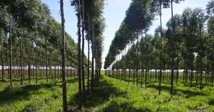 La Nación / Paraguay cuenta con 2,2 millones de hectáreas para liderar la producción forestal