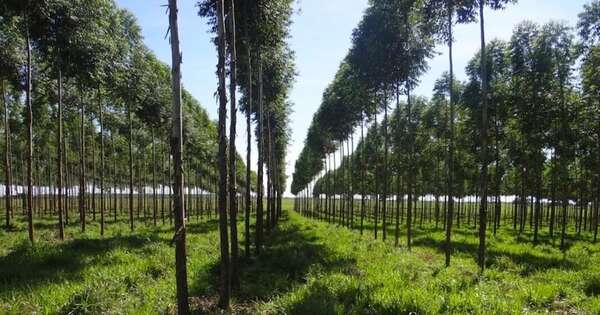 La Nación / Paraguay, con 2,2 millones de ha para liderar la producción