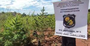 Antinarcóticos destruyó cuatro hectáreas de plantaciones de marihuana en Lorito Picada - Radio Imperio 106.7 FM