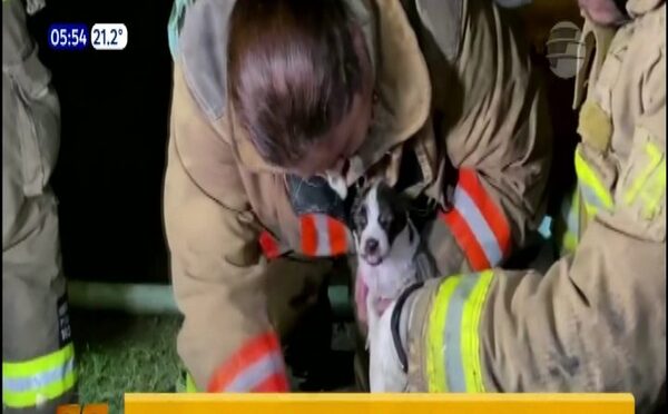 Bomberos rescatan a un perrito de incendio en San Lorenzo | Telefuturo