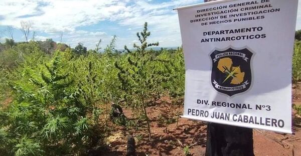 Cerro Corá: Antinarcóticos destruyó cuatro hectáreas de plantaciones de marihuana en Lorito Picada