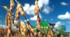 Diario HOY | Exportación de soja se mantiene dinámica: 1,7millones de toneladas