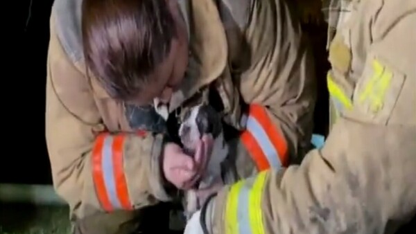 Tomy, el perrito rescatado por bomberos de un incendio en San Lorenzo