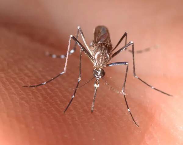 ¿Por qué Italia va a controlar las donaciones de sangre y qué tiene que ver con el dengue? - Mundo - ABC Color