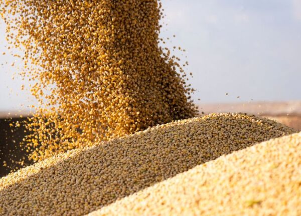 Exportaciones de soja en febrero generaron USD 681 millones, con Argentina y Brasil como principales destinos - MarketData