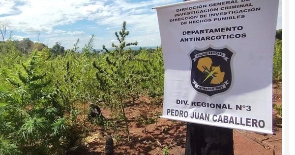 Antinarcóticos destruyen 4 hectáreas de marihuana en Lorito Picada - Oasis FM 94.3