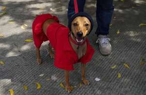 ¿Es verdad que un año humano equivale a siete años perrunos? La respuesta no es tan sencilla, pero aquí está la fórmula - Mascotas - ABC Color