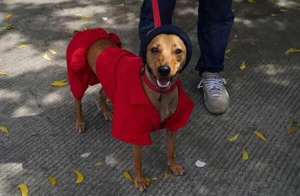 ¿Es verdad que un año humano equivale a siete años perrunos? La respuesta no es tan sencilla, pero aquí está la fórmula - Mascotas - ABC Color