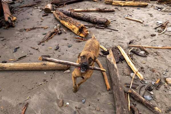 Los perros son capaces de reconocer los nombres de objetos que conocen - Mascotas - ABC Color