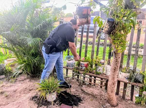 Senad elimina 12 toneladas de macoña en una estancia de Amambay, pero no reporta detenidos a pesar de trabajos de “inteligencia” – La Mira Digital