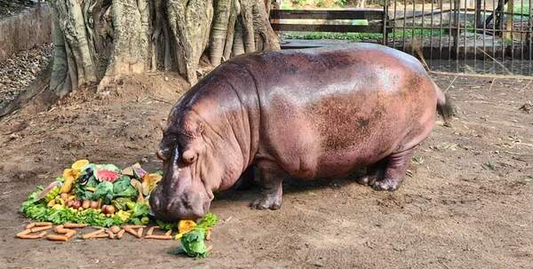 (VIDEO)Celebraron 25 años del hipopótamo del zoológico