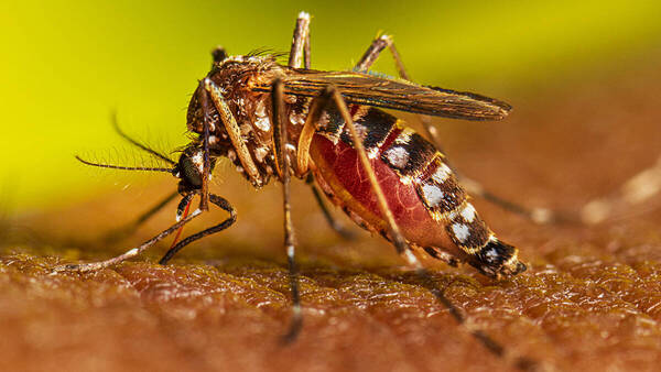 Cháke con los peques: el dengue está golpeando fuerte a los más chiquitos de la casa